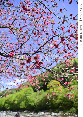南飛驒 大阪 花桃 138076349