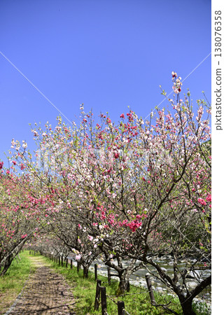 Minami Hida Osaka Hanamomo 138076358