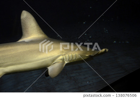 Smoked shark Smoked shark 138076506