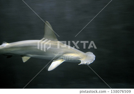 Smoked shark Smoked shark 138076509