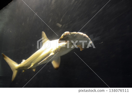 Smoked shark Smoked shark 138076511