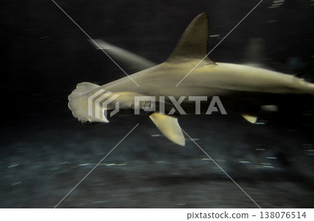 Smoked shark 138076514