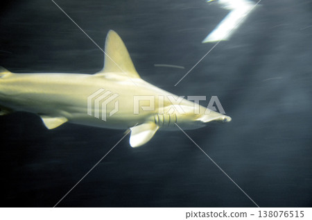 Smoked shark Smoked shark 138076515