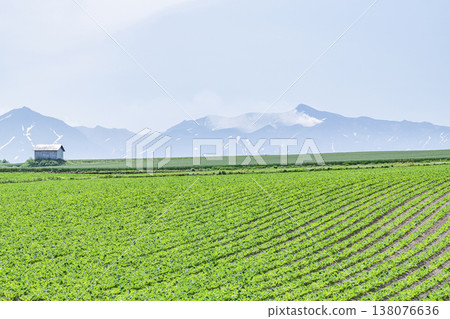 北海道的夏天：廣闊的農田和簡樸的小屋（北海道圖） 138076636