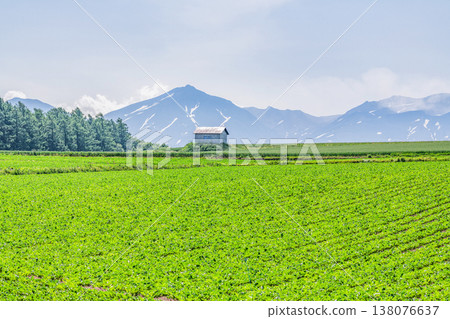 北海道的夏天:廣闊的農田和簡樸的小屋(北海道圖) 北海道的夏天:廣闊的農田和簡樸的小屋(北海道圖) 138076637