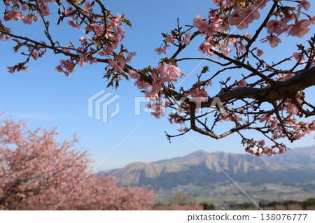 Kawazu cherry blossoms in bloom (Mt. Aso) Kawazu cherry blossoms in bloom (Mt. Aso) 138076777