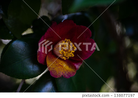 自然光照亮的紅山茶花 自然光照亮的紅山茶花 138077197