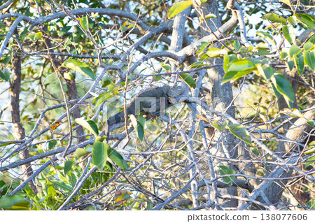 Green iguana sleeping in a tree 138077606