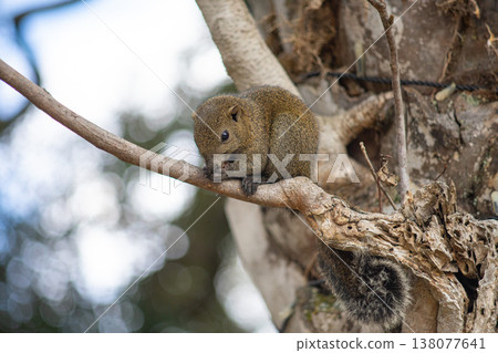 台灣松鼠在樹上吃堅果。 138077641