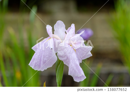 Elegantly blooming pale purple irises Elegantly blooming pale purple irises 138077652