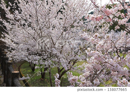 2025年4月，香川縣東香川市白鳥溫泉的櫻花盛開 138077665