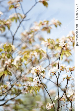 春天的公園裡盛開的櫻花 春天的花朵 138077723