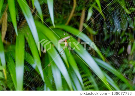 An intricate spiderweb and spider glowing in the greenery. 138077753