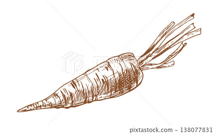 Carrot with trimmed tops drawing. Hand drawn illustration of vegetable in sketch style. Engraved farm produce icon for culinary menu design or organic food market advertisement. Detailed ink artwork. 138077831