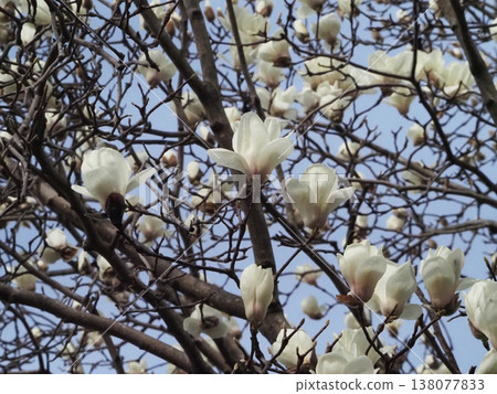 Spring sky and white magnolias (blue sky, magnolia blossoms and buds) Spring sky and white magnolias (blue sky, magnolia blossoms and buds) 138077833
