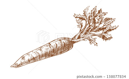 Hand drawn carrot illustration. Sketch of raw root vegetable with leaves for organic food design. Vintage ink engraving style drawing of farm product isolated on white background. Hand drawn carrot illustration. Sketch of raw root vegetable with leaves for organic food design. Vintage ink engraving style drawing of farm product isolated on white background. 138077834