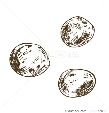 Hand drawn sketch of potato tubers. Natural vegetable ingredient for healthy organic diet and cooking. Artistic ink line art illustration in vintage engraving style for kitchen design. 138077835
