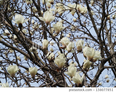 Spring sky and white magnolia (blue sky, white flowers, and branches of magnolia trees with buds) Spring sky and white magnolia (blue sky, white flowers, and branches of magnolia trees with buds) 138077851