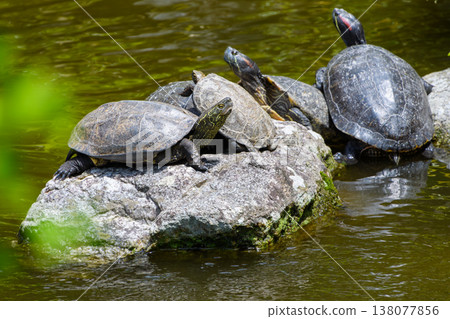A group of turtles basking in the sun on a rock, and a view of a pond. 138077856