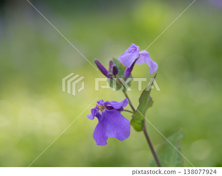 村崎花奈在春季場 村崎花奈在春季場 138077924