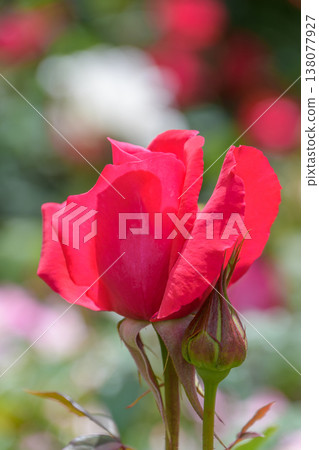 晨光中，鮮紅的玫瑰花蕾開始綻放。 138077927