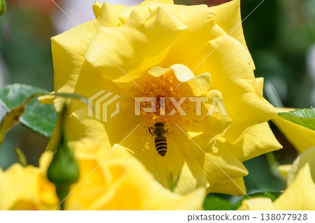 蜜蜂聚集在一朵黃玫瑰上吸食花蜜。 138077928