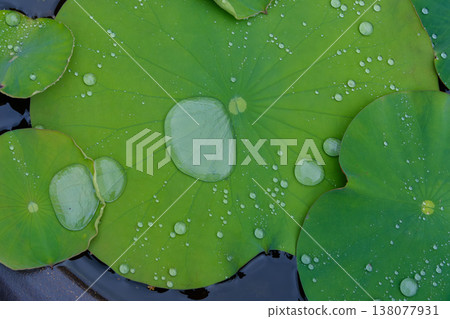 雨後，透明的雨滴，圓圓的，聚集在荷葉上。 138077931