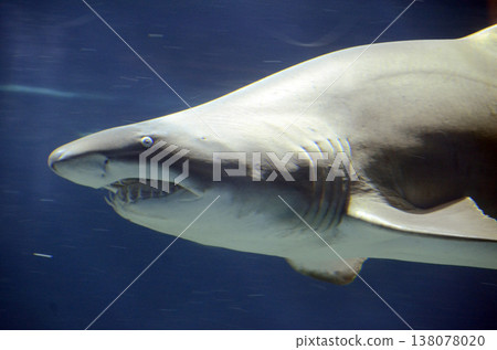 Shark profile 138078020