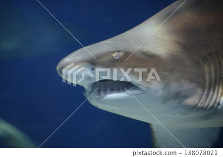 Shark profile Shark profile 138078021