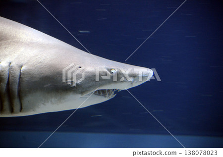 Shark profile Shark profile 138078023