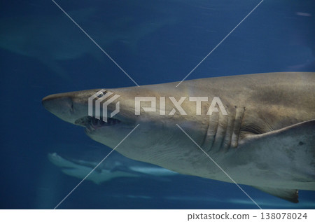 Shark profile Shark profile 138078024