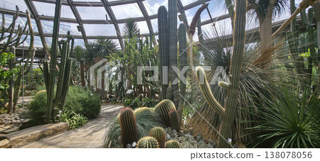 Berlin, Germany - July 03, 2025: Cactus garden with diverse plants under glass dome in botanical conservatory Berlin, Germany - July 03, 2025: Cactus garden with diverse plants under glass dome in botanical conservatory 138078056