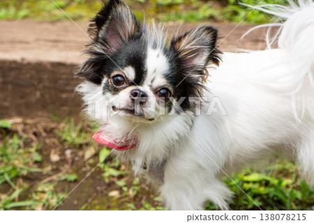 Chihuahua with adorable expression Chihuahua with adorable expression 138078215