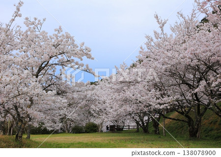 Cherry blossoms at Shiratori Onsen, Higashikagawa City, Kagawa Prefecture, April 2025 Cherry blossoms at Shiratori Onsen, Higashikagawa City, Kagawa Prefecture, April 2025 138078900