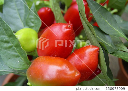 Small ornamental chili pepper variety 1 Small ornamental chili pepper variety 1 138078909