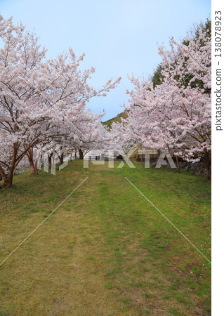2025年4月,香川縣東香川市白鳥溫泉的櫻花盛開 2025年4月,香川縣東香川市白鳥溫泉的櫻花盛開 138078923