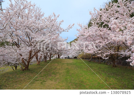 2025年4月,香川縣東香川市白鳥溫泉的櫻花盛開 2025年4月,香川縣東香川市白鳥溫泉的櫻花盛開 138078925