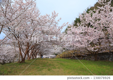 2025年4月,香川縣東香川市白鳥溫泉的櫻花盛開 2025年4月,香川縣東香川市白鳥溫泉的櫻花盛開 138078926