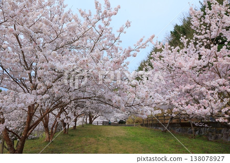 2025年4月,香川縣東香川市白鳥溫泉的櫻花盛開 2025年4月,香川縣東香川市白鳥溫泉的櫻花盛開 138078927