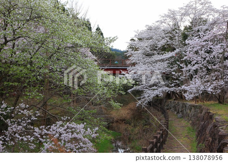 2025年4月,香川縣東香川市白鳥溫泉的櫻花盛開 2025年4月,香川縣東香川市白鳥溫泉的櫻花盛開 138078956