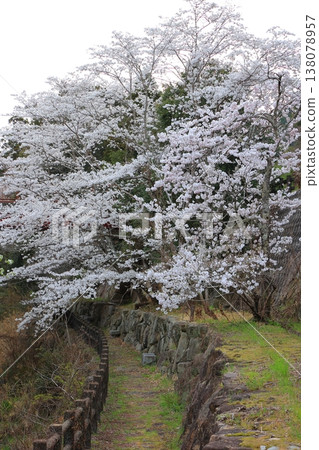 2025年4月,香川縣東香川市白鳥溫泉的櫻花盛開 2025年4月,香川縣東香川市白鳥溫泉的櫻花盛開 138078957