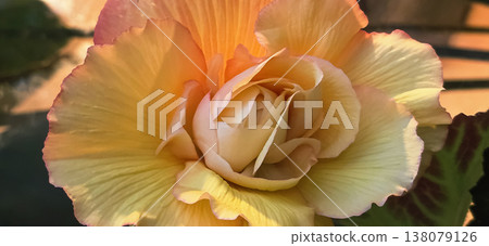 Close-up of vibrant begonia flower showcasing delicate petals and colors 138079126