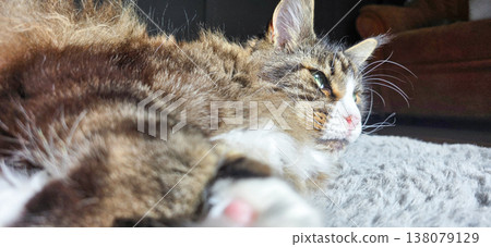 Domestic cat lounging on soft blanket in warm, cozy living room setting Domestic cat lounging on soft blanket in warm, cozy living room setting 138079129