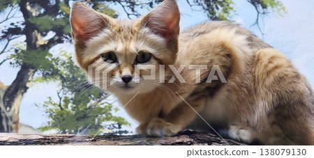 Small wild cat exploring natural environment with greenery in background Small wild cat exploring natural environment with greenery in background 138079130
