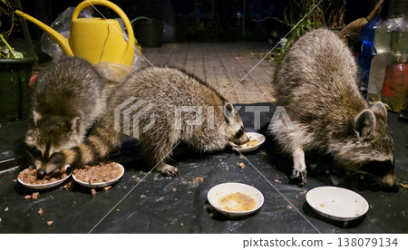 Raccoons feeding at night with bowls of food on dark surface Raccoons feeding at night with bowls of food on dark surface 138079134