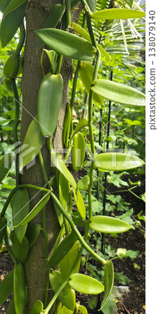 Green vanilla plant climbing on wooden support in lush garden environment 138079140