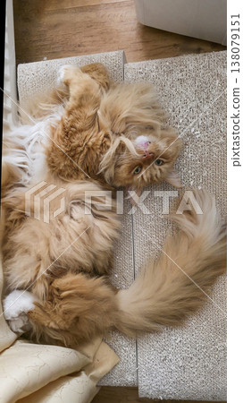 Fluffy orange cat lounging playfully on textured surface with cozy ambiance Fluffy orange cat lounging playfully on textured surface with cozy ambiance 138079151