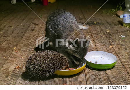 Raccoon and hedgehog sharing food in nighttime outdoor setting Raccoon and hedgehog sharing food in nighttime outdoor setting 138079152
