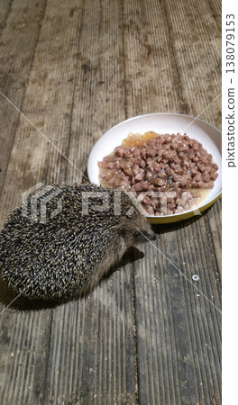 Hedgehog eating from a bowl on wooden floor in cozy indoor setting Hedgehog eating from a bowl on wooden floor in cozy indoor setting 138079153