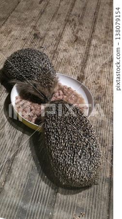 Two hedgehogs eating from a bowl on wooden floor in cozy environment 138079154